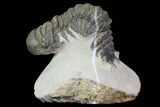 Bargain, Crotalocephalina Trilobite Fossil #67879-3